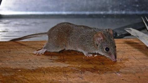 Sex ist tödlich für Beuteltiere tierwelt ch TierWelt