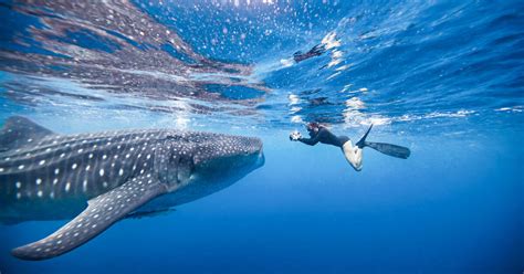 Where In The World To Swim With Whale Sharks Touristsecrets