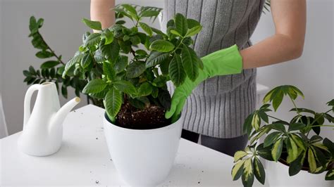 Comment sauver une plante desséchée