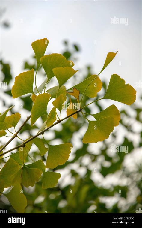 Autumn Leaves Of Ginkgo Biloba Commonly Known As Ginkgo Gingko Or