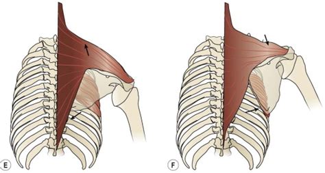 Clinical Examination And Diagnosis Musculoskeletal Key