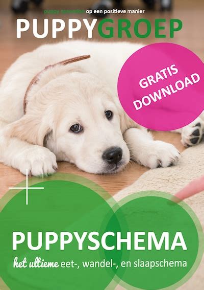 Puppy Eten Geven Hoe Werkt Dat Gratis Voedingsschema Voor Je Pup