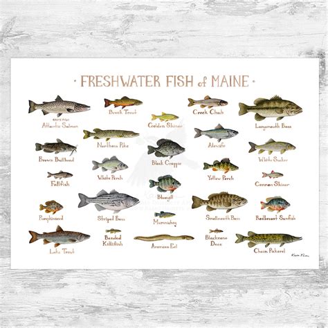 Freshwater Fish Species Identification