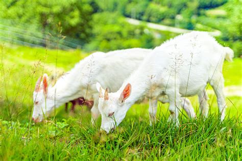 싱그러운 목장길 산책 한국관광공사 선정 5월 추천 여행지