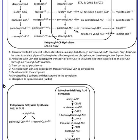 Curation Of Cytoplasmic And Mitochondrial Fatty Acid Synthesis Fas In Download Scientific