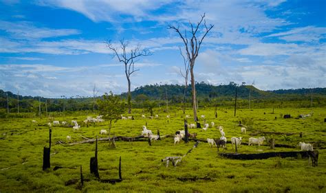 Criação de gado cresce 85 na maior área protegida de floresta tropical