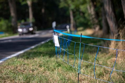 Investe Un Cinghiale Con Lo Scooter Che Si Ribalta Centauro Muore Dopo