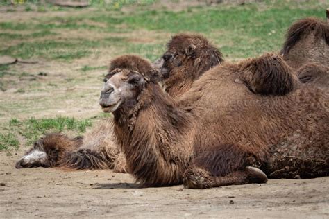 Bactrian Camel Camelus Bactrianus Resting On The Ground Two Humps