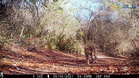 Llaman A Crear Pasos De Fauna Para Evitar Atropellamientos De Jaguares