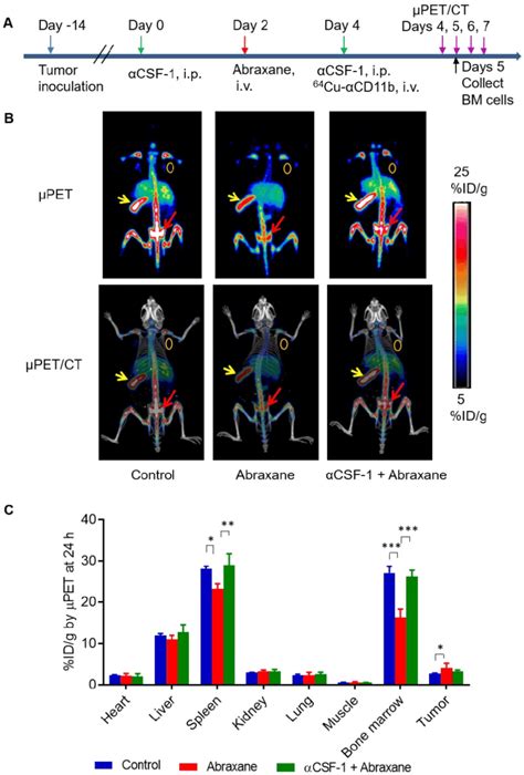 Cu Cd B Pet Ct Of Mda Mb Tumor Bearing Nude Mice Treated With