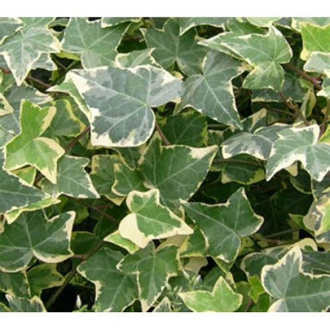 Hedera Helix Gold Child