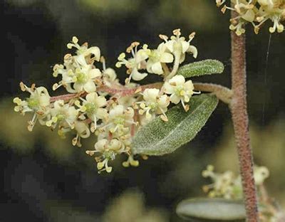 Pomaderris Angustifolia