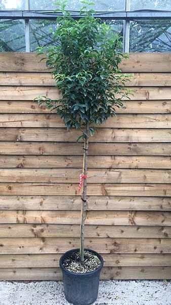 Portugese Laurel Tree Prunus Lusitanica Topiary Full Standard Tree