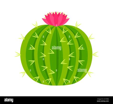 Round Cactus With Pink Flower Vector Illustration Stock Vector Image