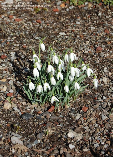 PlantFiles Pictures Galanthus Species Common Snowdrop February Fair