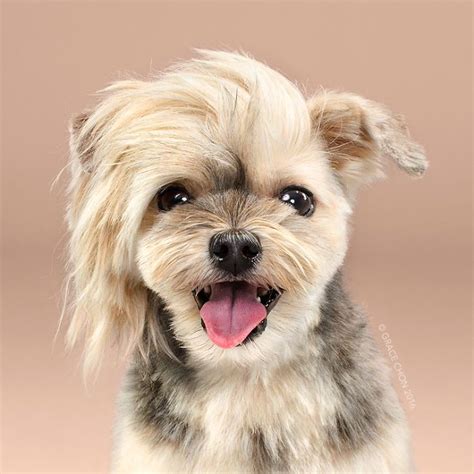 Dogs Before And After Their Haircuts 16 Pics I Heart Dogs Dog