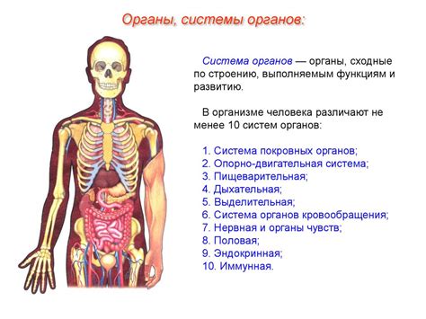Ткани, органы, системы органов - online presentation