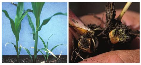 一、玉米真菌病害（maize Diseases Caused By Fungus）植保专题库