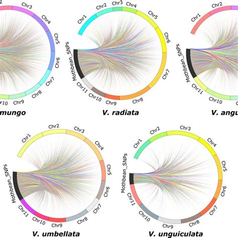 Circular Visualization CIRCOS Plots Representing The Localization Of