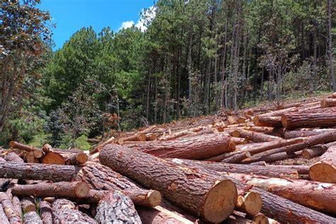 La Deforestaci N En Chiapas Provoca Insoportable Calor El Momento Chiapas