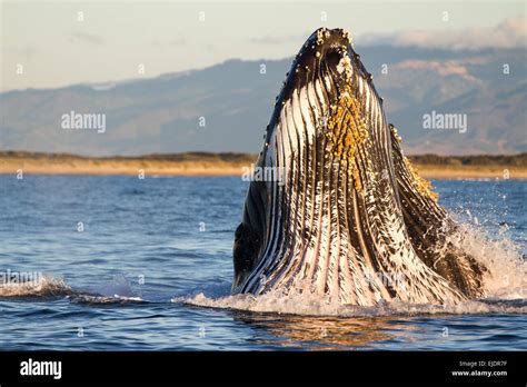 Humpback Whale Nose Hi Res Stock Photography And Images Alamy