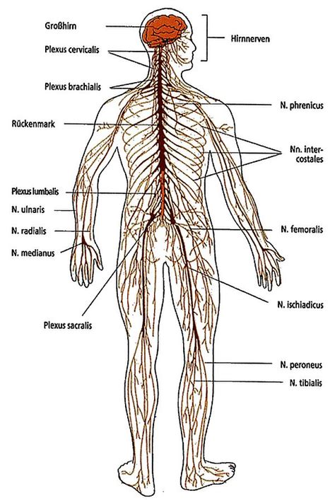 Nervensystem