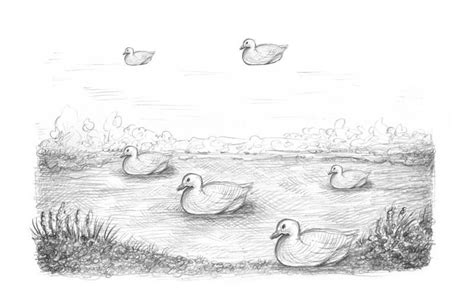 Duck In Pond Drawing Easy