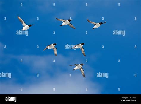 Brunnich's Guillemot (Uria lomvia) group flying, Svalbard, Arctic Ocean, Norway Stock Photo - Alamy