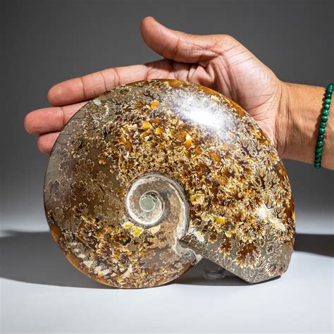 Genuine Natural Calcified Ammonite Fossil 23 Lb Astro Gallery