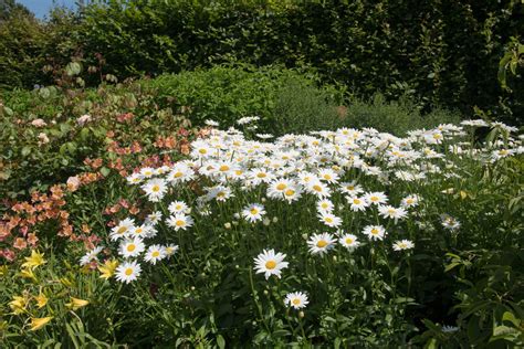 Planting Leucanthemum When Where How Plantura