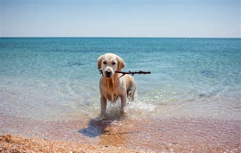 Playas Para Perros En Valencia