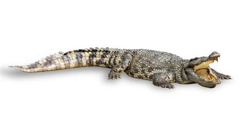 Crocodile Isolated On White Stock Photo Image Of Animal Rough 19653652