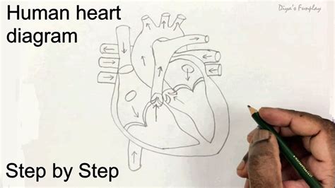 Draw Human Heart Diagram Step By Step For Beginners School Assignment