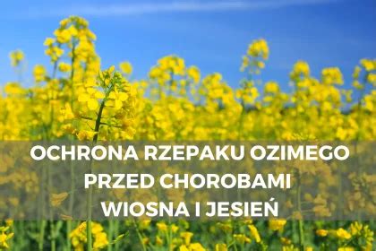 Ochrona rzepaku ozimego przed chorobami wiosna i jesień