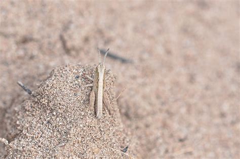 Grashüpfer Feldheuschrecke alle Acrididae indet c M Flickr