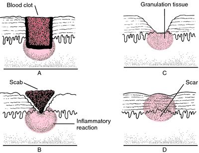 Proliferation phase | definition of Proliferation phase by Medical ...