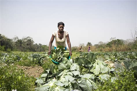 Feeding Africa From Within Smallholder Farmers Could Leverage The