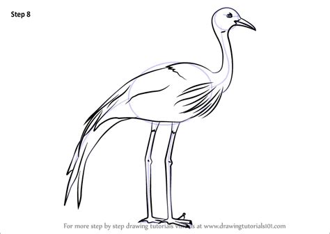 Learn How To Draw A Blue Crane Birds Step By Step Drawing Tutorials