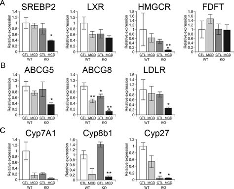 Liver Specific Catenin Knockout Mice Exhibit Defective Bile Acid And