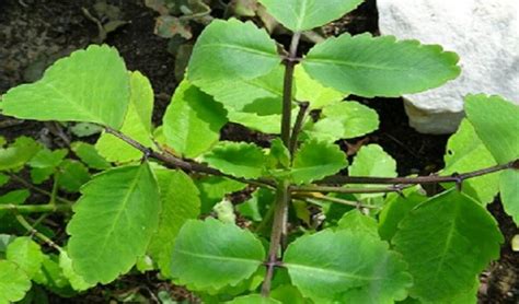 Benefits Of Taameawu Or Bryophyllum Pinnatum The Miracle Leaf