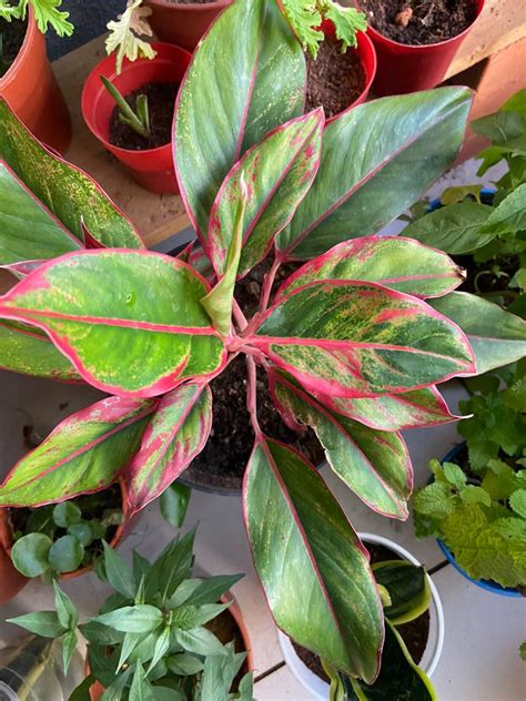 Red Aurora Red Lipstick Aglaonema Aglaonema Commutatum Chinese