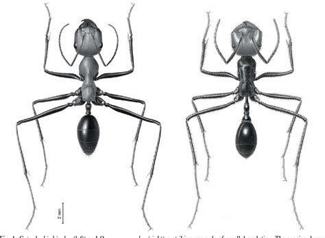 Figure 1 from The architecture of the desert ant's navigational toolkit ...