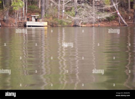 Female Bufflehead Duck Bucephala Albeola Swimming To The Right Stock