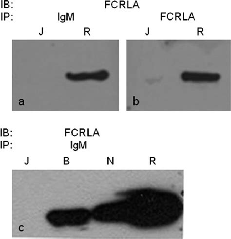 FCRLA Associates With IgM In Multiple Cell Lines Cell Lysates Were