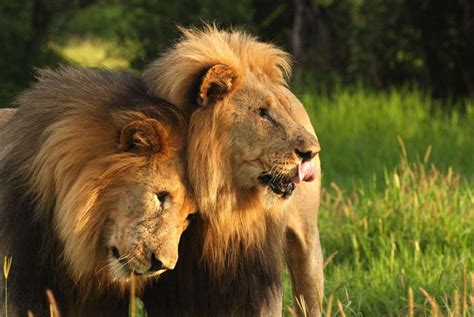 Tala Game Res Lion Park And Phezulu Full Day Tour From Durban