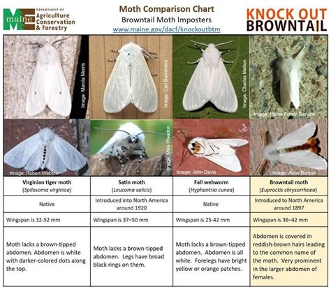 Browntail Moth Update 9 July 6 2022