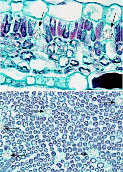 Histología Vegetal Tejidos De Secreción Atlas De Histología Vegetal Y