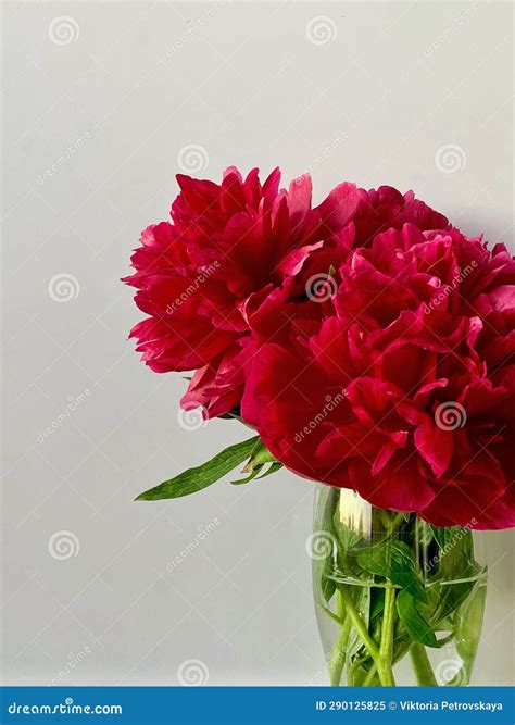 Red Peonies In A Vase Stock Image Image Of Pink Peony 290125825