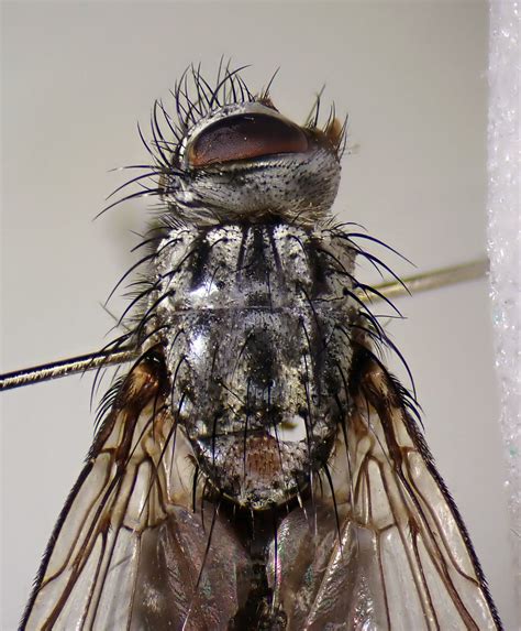 Billaea Irrorata Female Head Thorax Ryton Pools Warwi Flickr