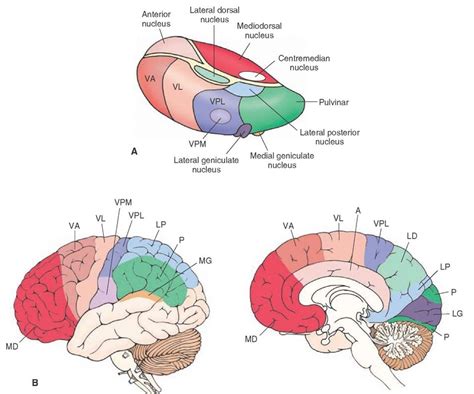 The Thalamus And Cerebral Cortex Integrative Systems Part